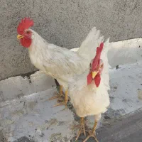 خروس