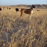ماده گله ایی
