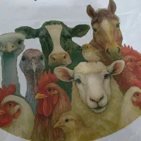 خوراک دام طیور خوشه طلائی