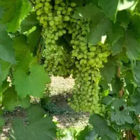 غوره|خوردنی و آشامیدنی|اسلامآباد غرب, |دیوار