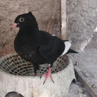 جوجه پلنگ نر