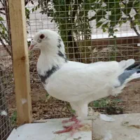 نر کفتر