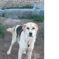 سگ معرکه،نگهبان ،رعمه گی