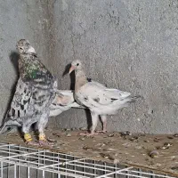کفتر