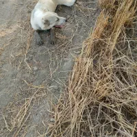 سلام دوستان سگ عالی خودشم گوسفندیه