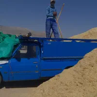 فروش کاه جو گندم مخلوط