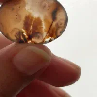 شجر اصل قائن