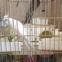 پرنده عروس هلندی سخنگو رام ودستی تهرانسر