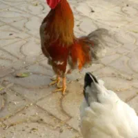 خروس ومرغ خانگی