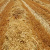 سه هکتار جار گندم ابی قیمت هکتار ۶ میلیون