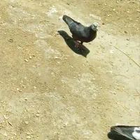 کبوتر