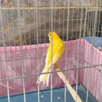 قناری اواز خوان