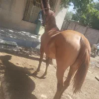 مادیان به اسم طلا
