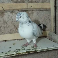 کبوتر