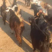 کهره بختیاری