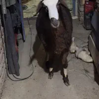 قوچ هترو یک ساله