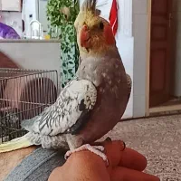 عروس هلندی