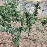 زمین و باغ چهار دیواری معاوضه با خودرو