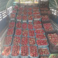 حراج توت فرنگی برای مرباوشربت کلی ۱۰۰تومان