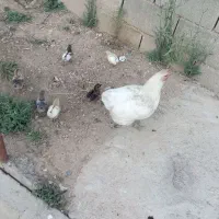 جوجه محلی اصل۲۰روزه