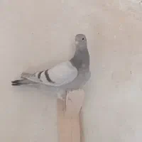 کفتر نقرای خودمونی