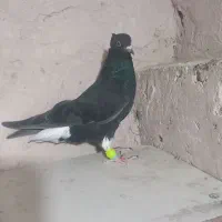 کفتر|پرنده|اسفراین, |دیوار