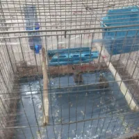 فنچ باقیست ولوازم