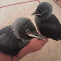 جوجه مینا