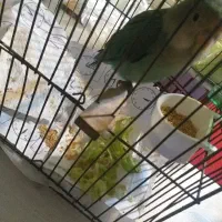 پرنده طوطی برزیلی