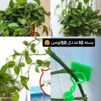 عروس هلندی