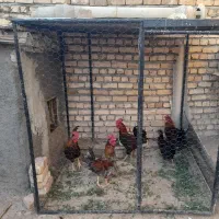 4عدد خروس