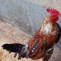 حیوان خانگی خروس