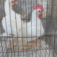 جوجه خروس دو رگ لگهورن وبوقلمون