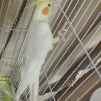 عروس هلندی ماده