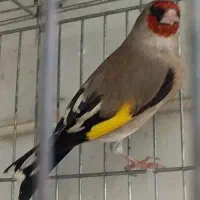 سهره قناری دون میکس بالانس دانه مخلوط هفت تخم