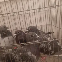 پلاکی|پرنده|مسجد سلیمان, |دیوار