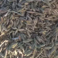 زیره سبز دیم