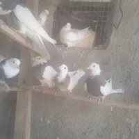 طوقی