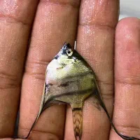 ماهی آنجل پرتغالی بلغاری تایگر سه خط میکس دل غار