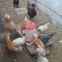 مرغ و خروس سلطان و گلین تخمگذار