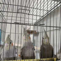 عروس هلندی