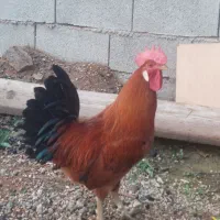 فروش خروس یا معاوضه