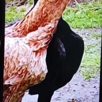 مرغ خروس لاری یه تیغ  مشکی