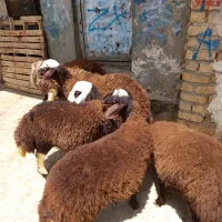 بره قزل افشار