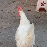 خروس شهرک ولیعصر