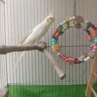 عروس هلندی بالغ نر