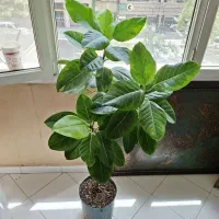 گیاه فیکوس و اریکا و دراسنا بلالی