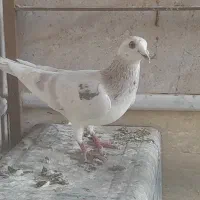 فروش فوریی کبوتر