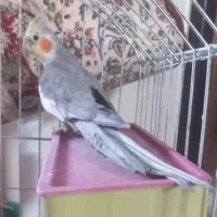 عروس هلندی سخنگوی هفت ماهه