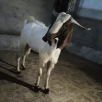 نر بز ( پاچن یا تروشت)
